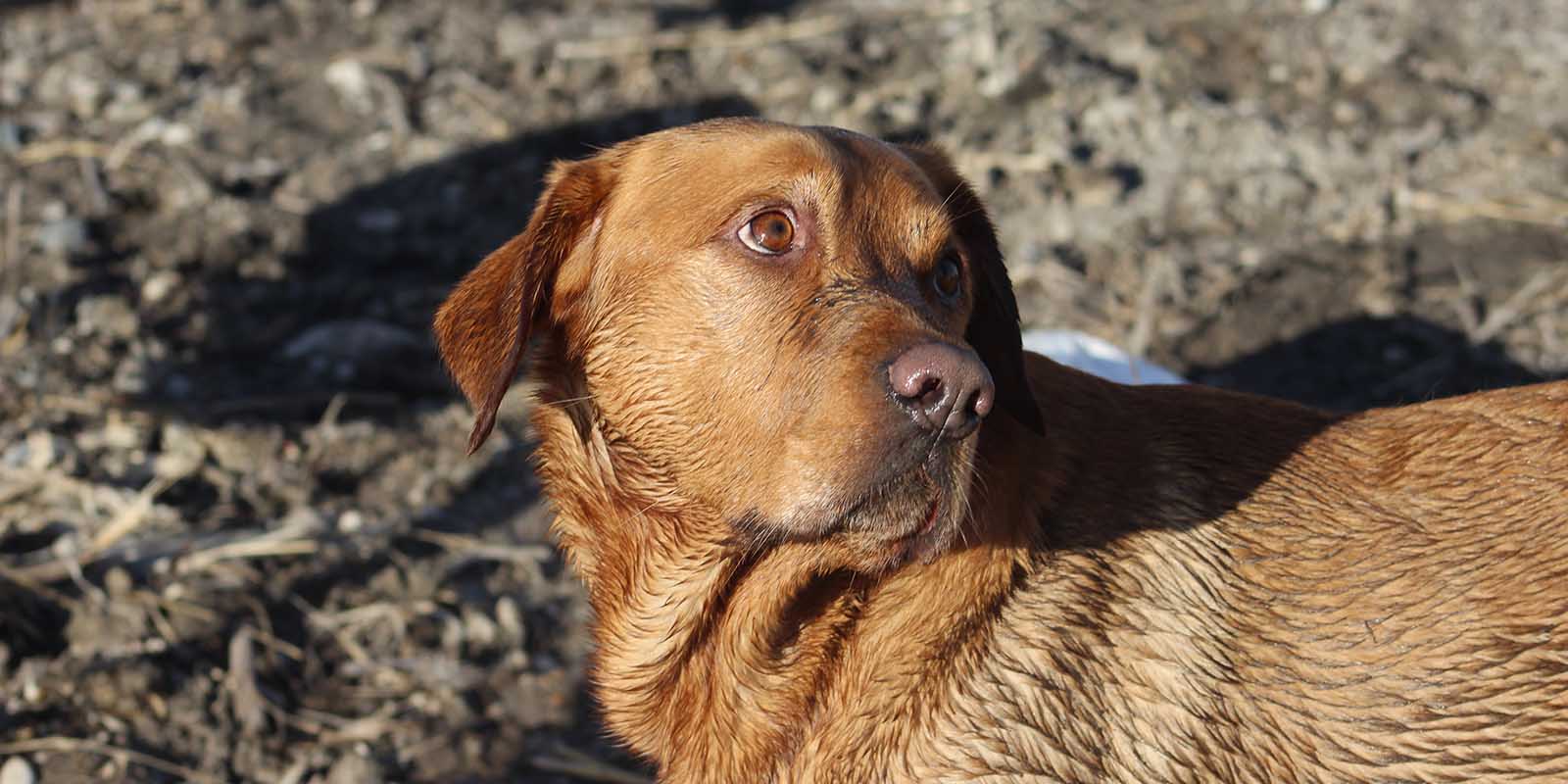 Waterfowl Dog Eyes to the Sky